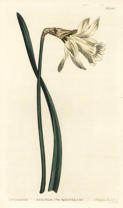 Narciso trompeta - Narciso español blanco más pequeño, Narcissus pseudonarcissus subsp. moschatus (Narcissus moschatus). Grabado en cobre coloreado a mano por F. Sansom Jr. después de una ilustración de Sydenham Edwards del Botanical Magazine de William Cu de Sydenham Teast Edwards