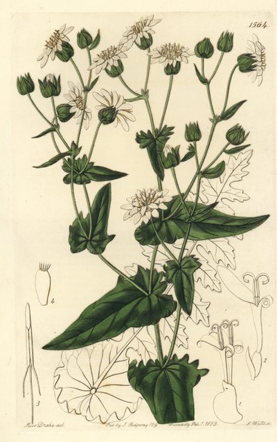 Achicoria almizclada de hojas de nabo, Moscharia pinnatifida, del Registro Botánico de Sydenham Edwards de Sydenham Teast Edwards