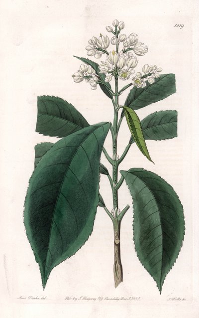 Turpinia Variete - Placa grabada por S. Watts, de una ilustración de Sarah Anne Drake (1803-1857), del Registro Botánico de Sydenham Edwards (1768-1819), Inglaterra de Sydenham Teast Edwards