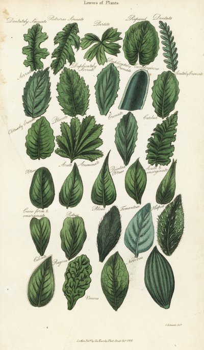 Tipos de hojas de plantas. Grabado en cobre coloreado a mano después de Sydenham Edwards del Pantologia de John Mason Good, una nueva enciclopedia, G. Kearsley, Londres de Sydenham Teast Edwards