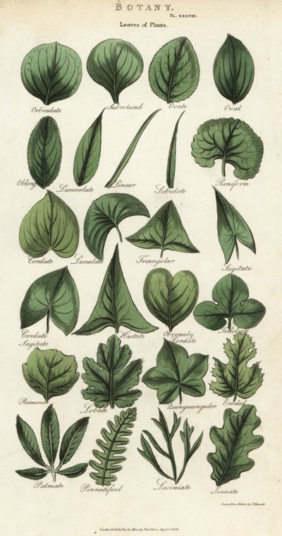 Tipos de hojas de plantas de Sydenham Teast Edwards