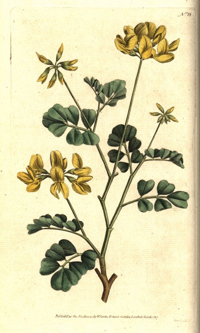 Coronilla de Valencia - Coronilla escorpión, Coronilla valentina subsp. glauca de Sydenham Teast Edwards