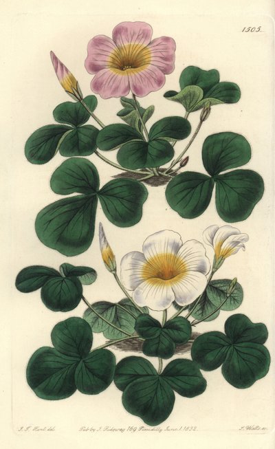 Oxalis variabilis, del Botanical Register de Sydenham Edwards de Sydenham Teast Edwards