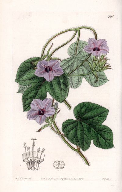 Variedad de Ipomea - Placa grabada por S.Watts, de una ilustración de Sarah Anne Drake, del Registro Botánico de Sydenham Edwards de Sydenham Teast Edwards