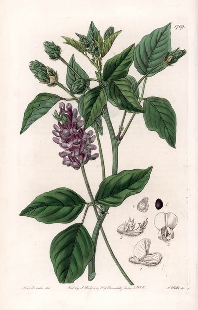 Variete de Psoralea - Tabla grabada por S. Watts, de una ilustración de Sarah Anne Drake, del Registro Botánico de Sydenham Edwards, Inglaterra de Sydenham Teast Edwards