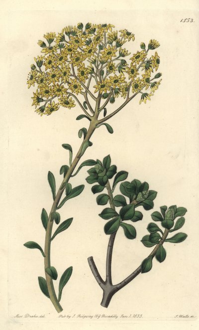 Sempervivum villosum, del Botanical Register de Sydenham Edwards de Sydenham Teast Edwards