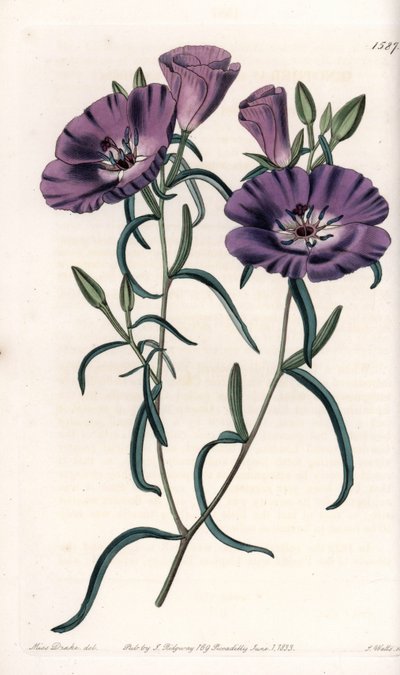 Variedad de Clarkia, nativa de Sudamérica de Sydenham Teast Edwards
