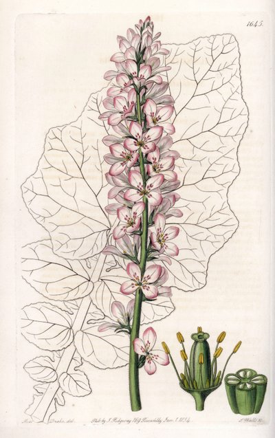 Variedad de Francoa con hojas lecheras, endémica en Chile - del Registro Botánico de Sydenham Teast Edwards