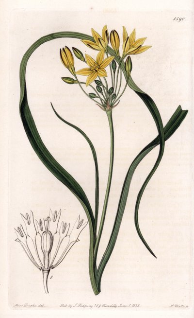 Variedad de Triteleia o brodelea, con flores amarillas, nativa de California - Placa grabada por S.Watts, de una ilustración de Sarah Anne Drake (1803-1857), del Botanical Register de Sydenham Edwards (1768-1819), Inglaterra de Sydenham Teast Edwards