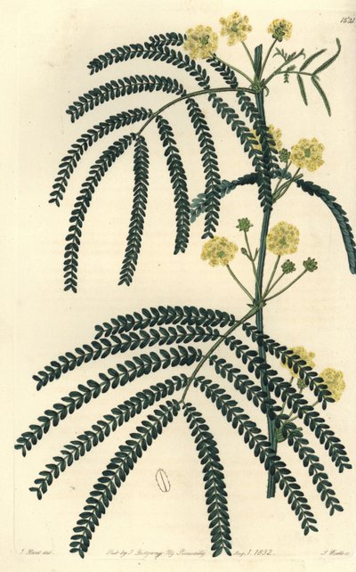 Acacia de hojas de helecho, del Botanical Register de Sydenham Edwards de Sydenham Teast Edwards