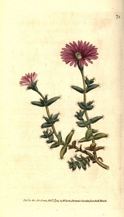 Variedad de ficoide - Mesembryanthemum barbarum. Grabado en cobre coloreado a mano después de una ilustración botánica del Botanical Magazine de William Curtis, Lambeth Marsh, Londres de Sydenham Teast Edwards