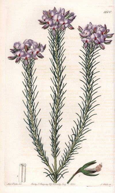 Variedad de gompholobium (familia de plantas leguminosas), nativa de Australia - Placa grabada por S.Watts, de una ilustración de Sarah Anne Drake, del Botanical Register de Sydenham Edwards de Sydenham Teast Edwards