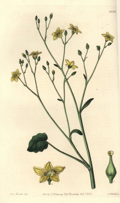 Variedad de villarsia, endémica de Australia - Ornduffia reniformis. Grabado en cobre coloreado a mano por S. Watts después de una ilustración de Sarah Drake del Botanical Register de Sydenham Edwards, Ridgeway de Sydenham Teast Edwards