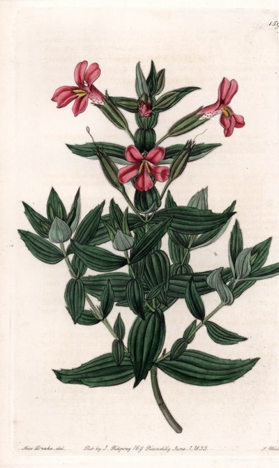 Variedad de mimule de Sydenham Teast Edwards