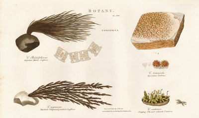 Varias especies de algas (Conferva) de Sydenham Teast Edwards