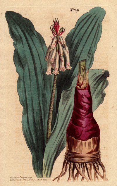 Veltheimia glauca. Grabado en cobre coloreado a mano de una ilustración botánica de Sydenham Edwards de Sydenham Teast Edwards