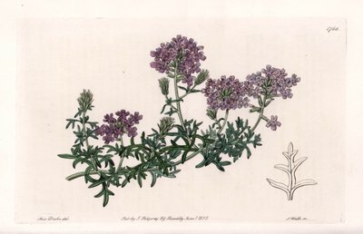 Verbena multifida - Grabada por S. Watts, de una ilustración de Sarah Anne Drake, del Registro Botánico de Sydenham Edwards de Sydenham Teast Edwards