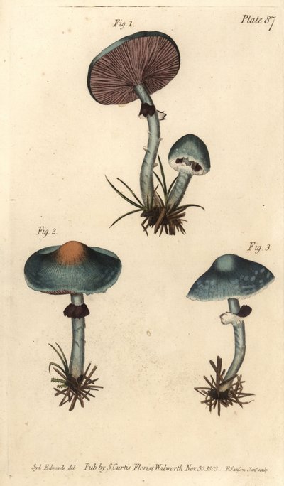 Hongo verdigris o agarico verdigris, Stropharia aeruginosa, Fungi, Cryptogamia. Grabado en cobre coloreado a mano de F. Sansom de una ilustración botánica de Sydenham Edwards para las Lectures on Botany de William Curtis, como se impartieron en el Jardín B de Sydenham Teast Edwards