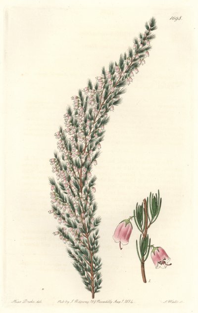 Epiario vesicular, originario de Europa - Placa grabada por S. Watts de una ilustración de Sarah Anne Drake, del Registro Botánico de Sydenham Teast Edwards
