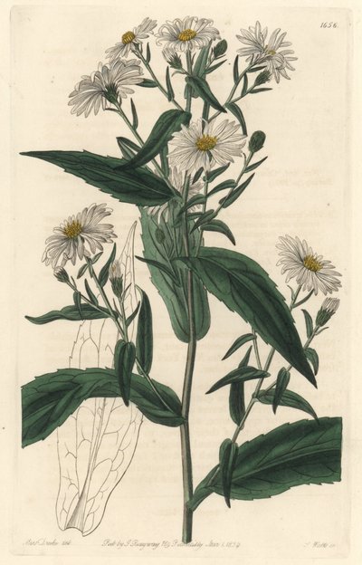 Aster virgine o cosechador de Sydenham Teast Edwards