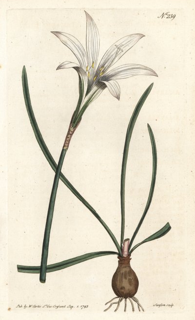 Lirio de Atamasco, Zephyranthes atamasco de Sydenham Teast Edwards