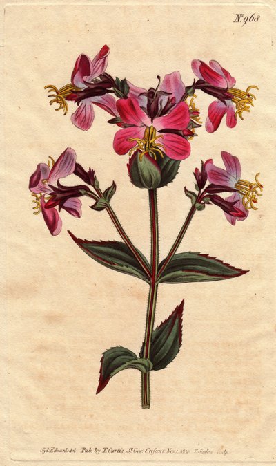 Rhexia virginica, con flores rosadas y malva, del Botanical Magazine de William Curtis de Sydenham Teast Edwards
