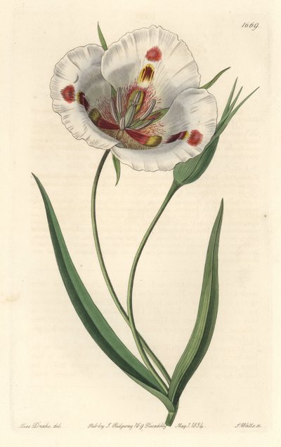 Calochorte de flores blancas (mariposa), nativa de California - del Registro Botánico de Sydenham Teast Edwards