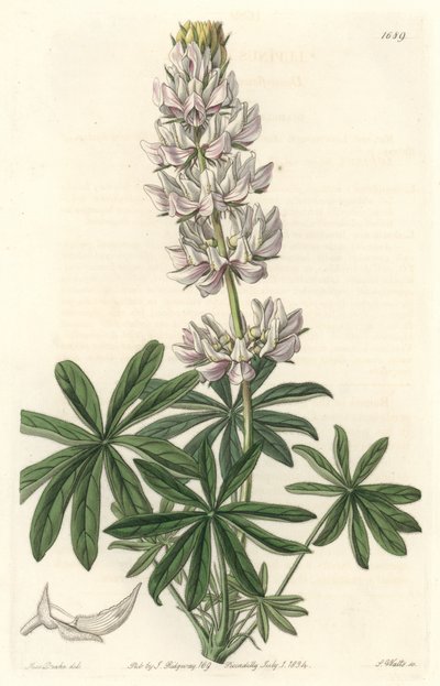 Lupino de flores blancas (Lupinus microcarpus), nativo de California, del Registro Botánico de Sydenham Teast Edwards