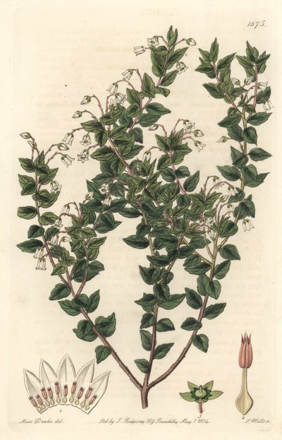 Mucronee de flores blancas o pernettya gaultherie - del Registro Botánico de Sydenham Teast Edwards