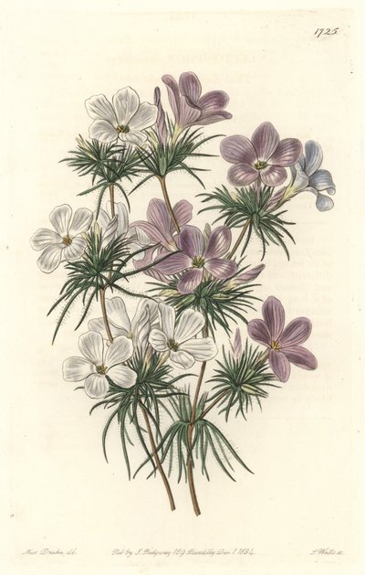 Leptosiphon blanco y púrpura - Agua fuerte por S. Watts de una ilustración de Sarah Anne Drake (1803-1857), del Registro Botánico de Sydenham Teast Edwards