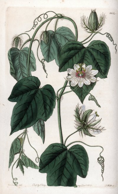 Flor de la pasión blanca - del Registro Botánico de Sydenham Teast Edwards