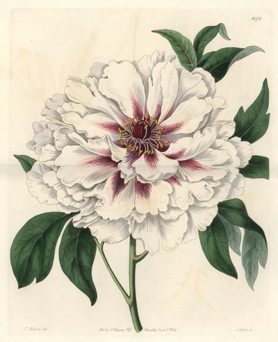 Peonía arbustiva blanca, del Registro Botánico de Sydenham Teast Edwards