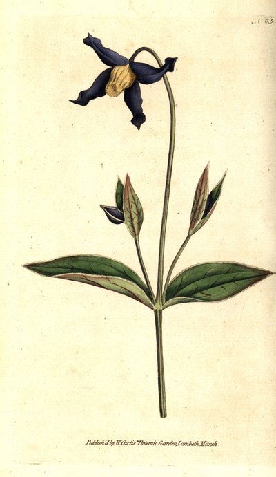 Clemátide de hoja entera - Clematis integrifolia. Grabado en cobre coloreado a mano después de una ilustración botánica del Botanical Magazine de William Curtis, Lambeth Marsh, Londres de Sydenham Teast Edwards