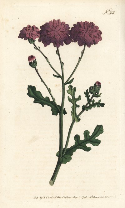 Cineraire silvestre - Senecio elegans. Grabado en cobre a mano coloreado por Sansom después de una ilustración de Sydenham Edwards del Botanical Magazine de William Curtis, Londres de Sydenham Teast Edwards