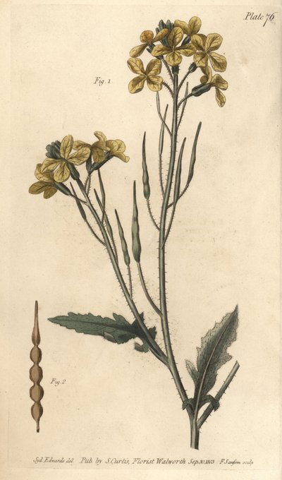 Rábano silvestre, Raphanus raphanistrum, Siliquosa. Grabado en cobre coloreado a mano por F. Sansom de una ilustración botánica de Sydenham Edwards para las Conferencias sobre Botánica de William Curtis, como se impartieron en el Jardín Botánico de Lambeth de Sydenham Teast Edwards