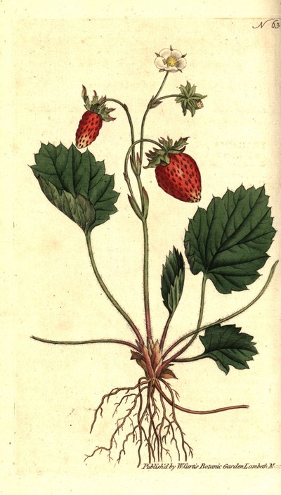 Fresa silvestre, Fragaria vesca - del Registro Botánico de Sydenham Teast Edwards