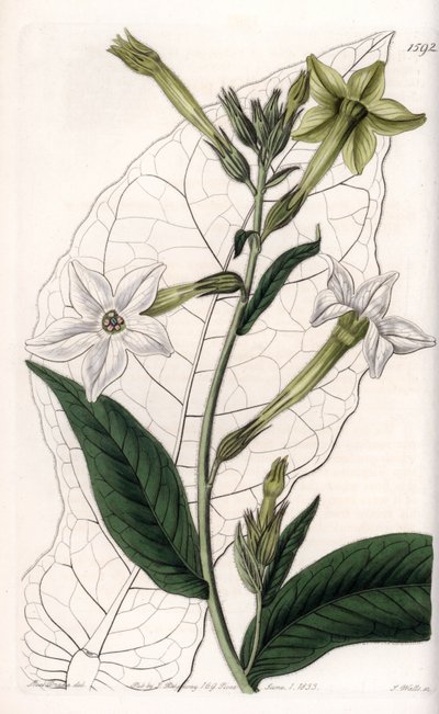Tabaco ornamental de Sydenham Teast Edwards