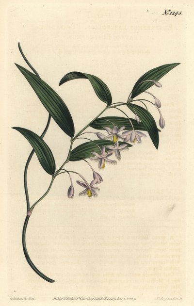 Eustrephus latifolius - Baya de wombat o eustrephus de hojas anchas. Grabado en cobre coloreado por F. Sansom Jr. de una ilustración de Sydenham Edwards del Botanical Magazine de William Curtis, Londres de Sydenham Teast Edwards