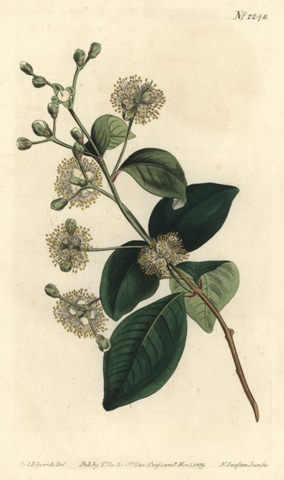 Pele de madera - Twinberry, Myrcianthes fragrans de Sydenham Teast Edwards