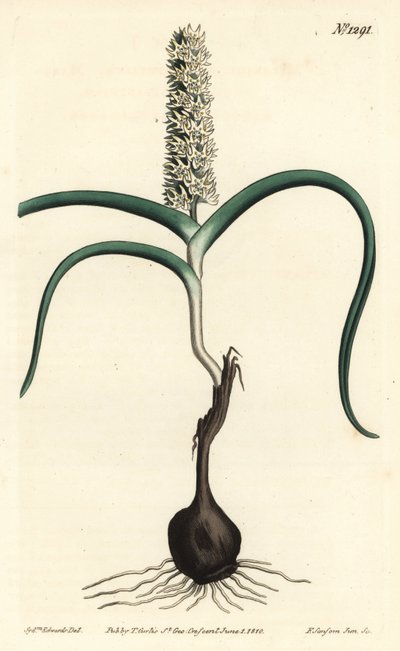 Wurmbea monopetala, del Botanical Magazine de William Curtis de Sydenham Teast Edwards