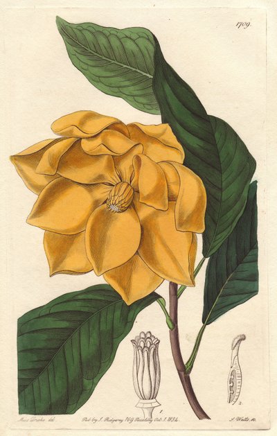Magnolia de flores amarillas, nativa de Java (Indonesia) - Agua fuerte de S. Watts de una ilustración de Sarah Anne Drake (1803-1857), del Registro Botánico de Sydenham Teast Edwards
