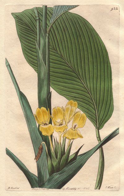 Calathea de flores amarillas, nativa de Brasil - S. Watts fuerte agua de una ilustración de M. Mart, del Registro Botánico de Sydenham Teast Edwards