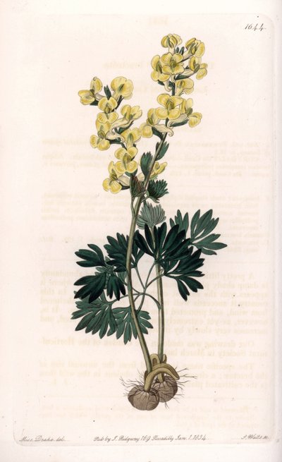 Corydalis de flor amarilla - Grabado por S.Watts, de una ilustración de Sarah Anne Drake, de la Revista Botánica de Sydenham Edwards, Inglaterra de Sydenham Teast Edwards