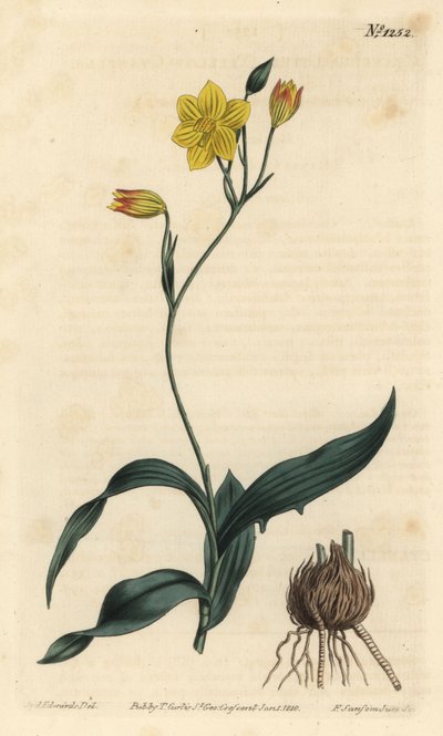 Cyanella lutea - Cyanella amarilla. Grabado en cobre coloreado por F. Sansom Jr. de una ilustración de Sydenham Edwards del Botanical Magazine de William Curtis, Londres de Sydenham Teast Edwards