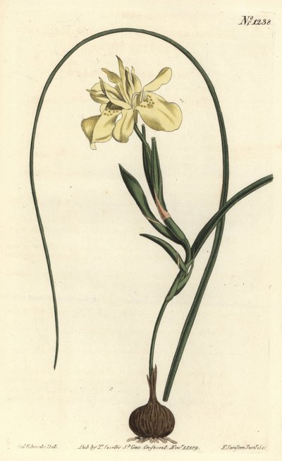 Moraea amarilla de raíz comestible de Sydenham Teast Edwards