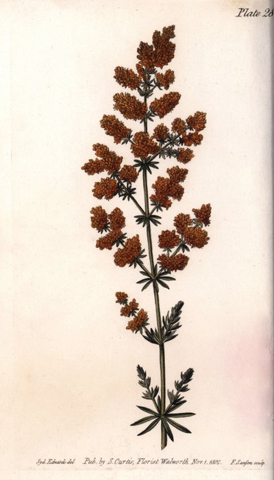Gaillet amarillo o codorniz de leche amarilla. Grabado en cobre coloreado, ilustración de Sydenham Edwards (1768-1819) para las Conferencias de Botánica, Jardín Botánico de Lambeth (Inglaterra) de Sydenham Teast Edwards