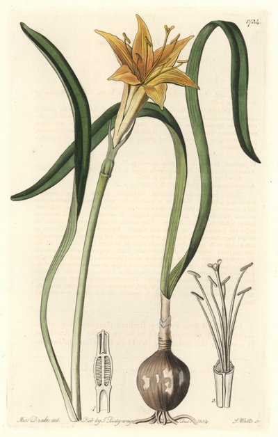 Pirólirion amarillo (Amaryllis arvensis), nativo de Perú - Placa grabada por S. Watts de una ilustración de Sarah Anne Drake, extraída del Registro Botánico de Sydenham Teast Edwards
