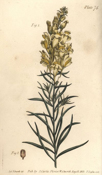 Lino de sapo amarillo o dragón, Antirrhinum majus, Angiospermia. Grabado en cobre coloreado a mano de F. Sansom de una ilustración botánica de Sydenham Edwards para las Lectures on Botany de William Curtis, como se impartieron en el Jardín Botánico de Lamb de Sydenham Teast Edwards
