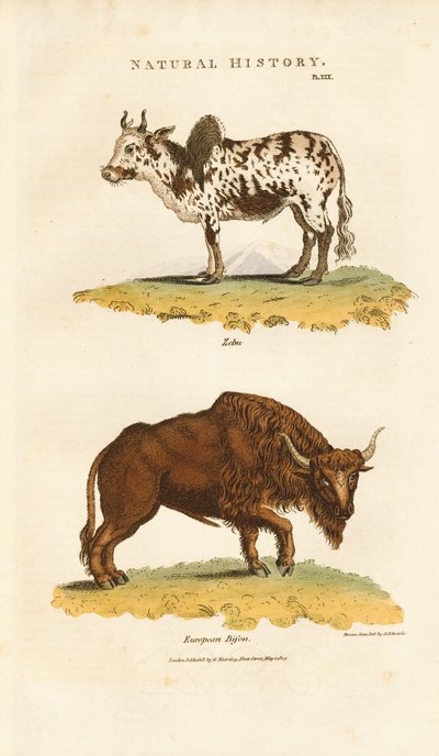  de Sydenham Teast Edwards