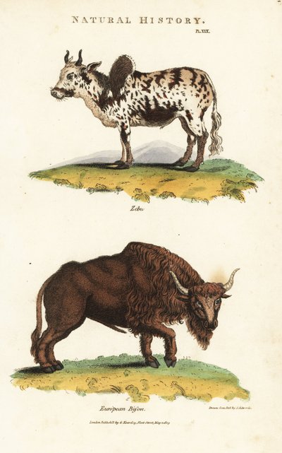 Cebú y bisonte, de Pantologia de John Mason Good de Sydenham Teast Edwards